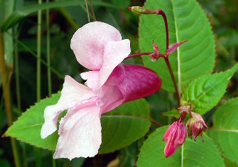 Himalayan balsam flower